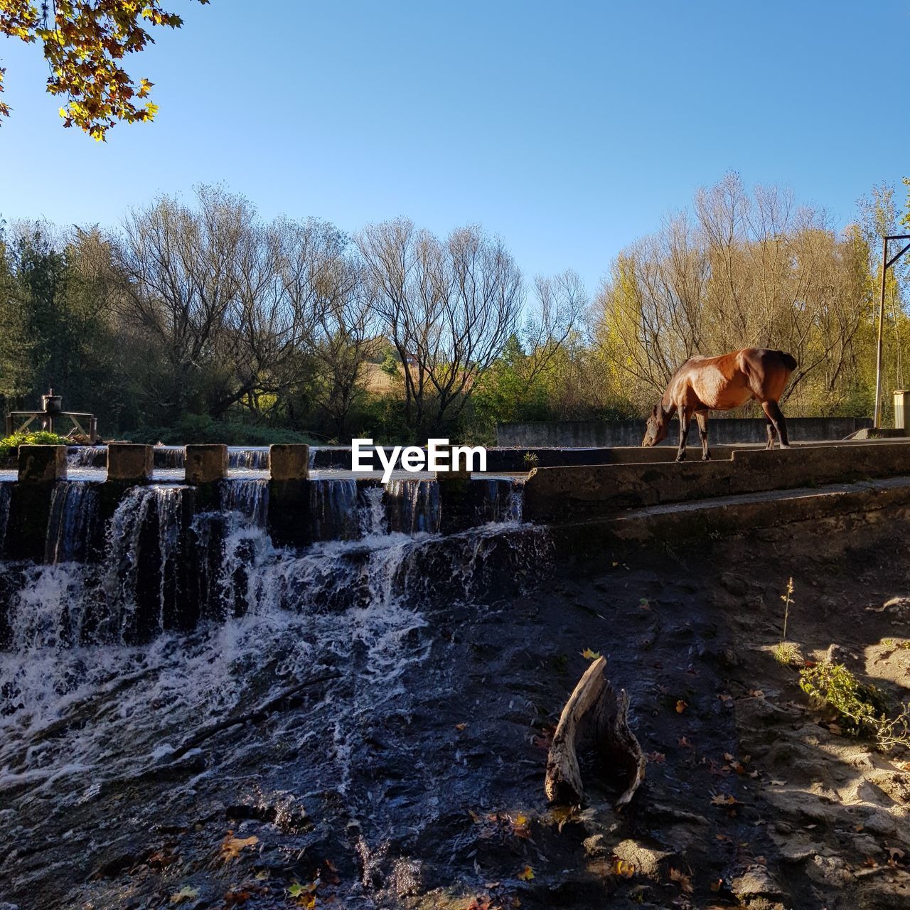 HORSES IN A PARK