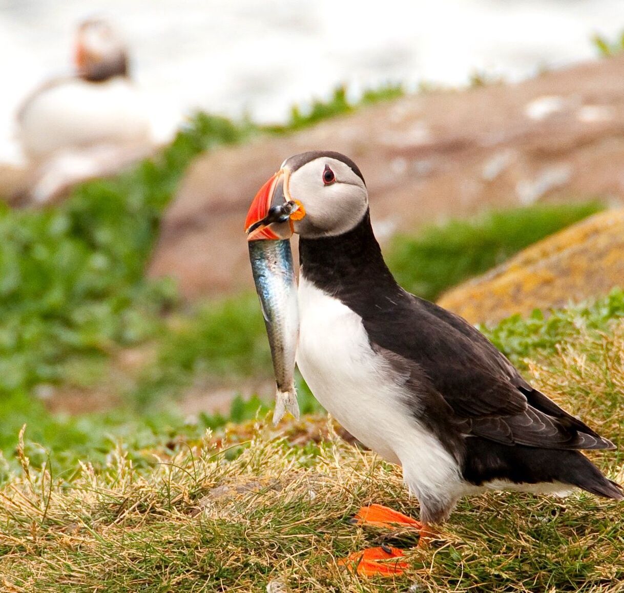 Close-up of puffin with fish