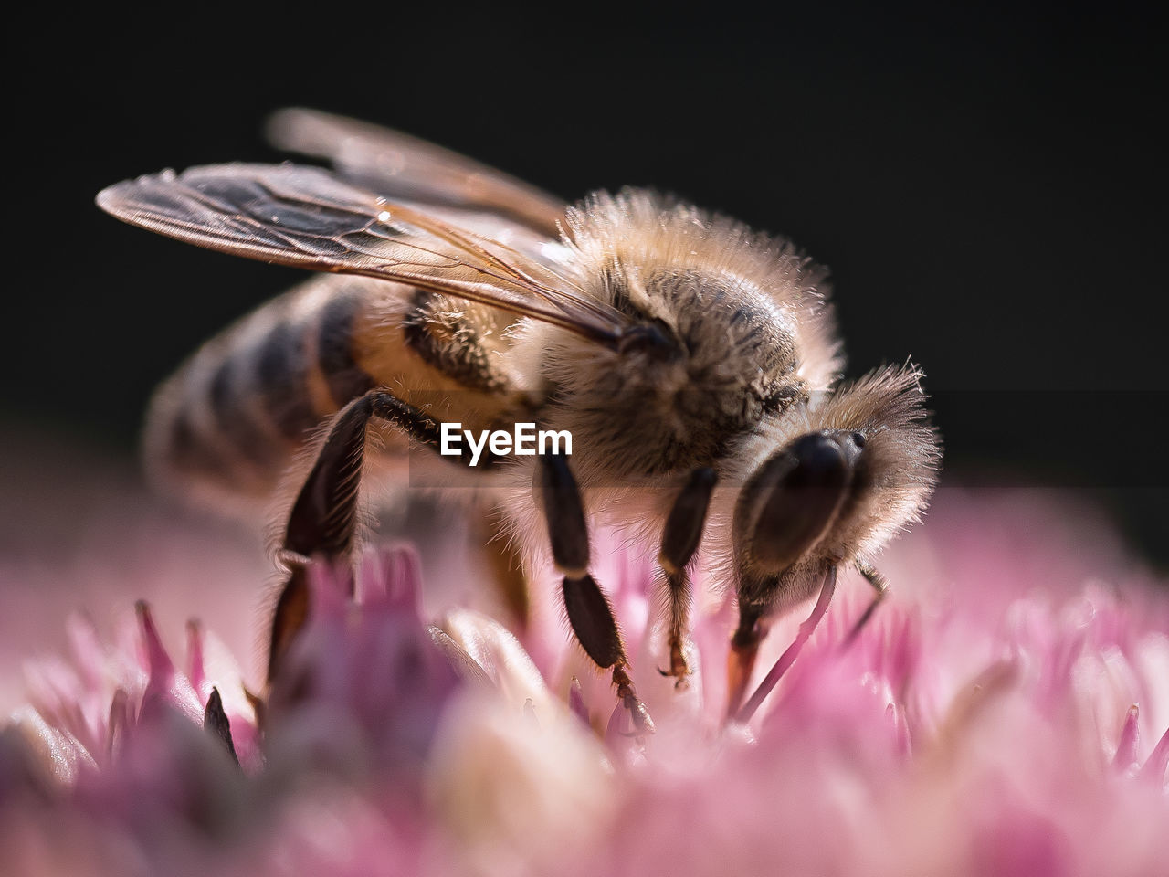 CLOSE-UP OF BEE POLLINATING FLOWER