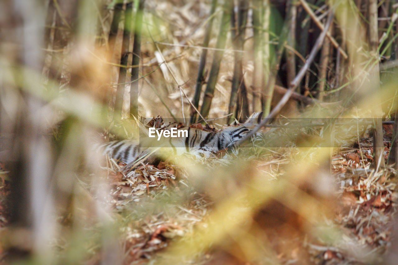 CLOSE-UP OF INSECT ON LAND IN FOREST