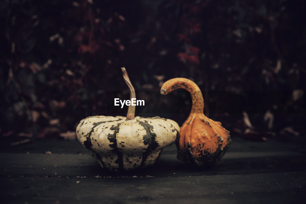 CLOSE-UP OF PUMPKIN ON TABLE AGAINST WALL