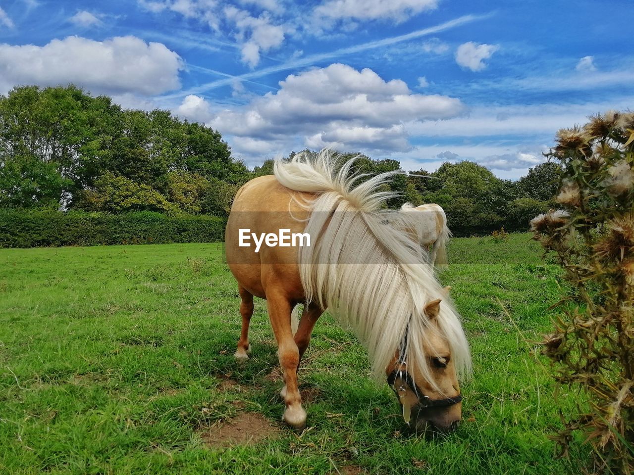 Horse grazing on land against sky