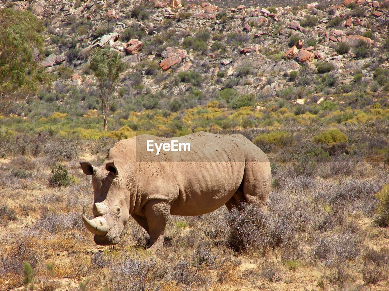 Rhinoceros standing on field