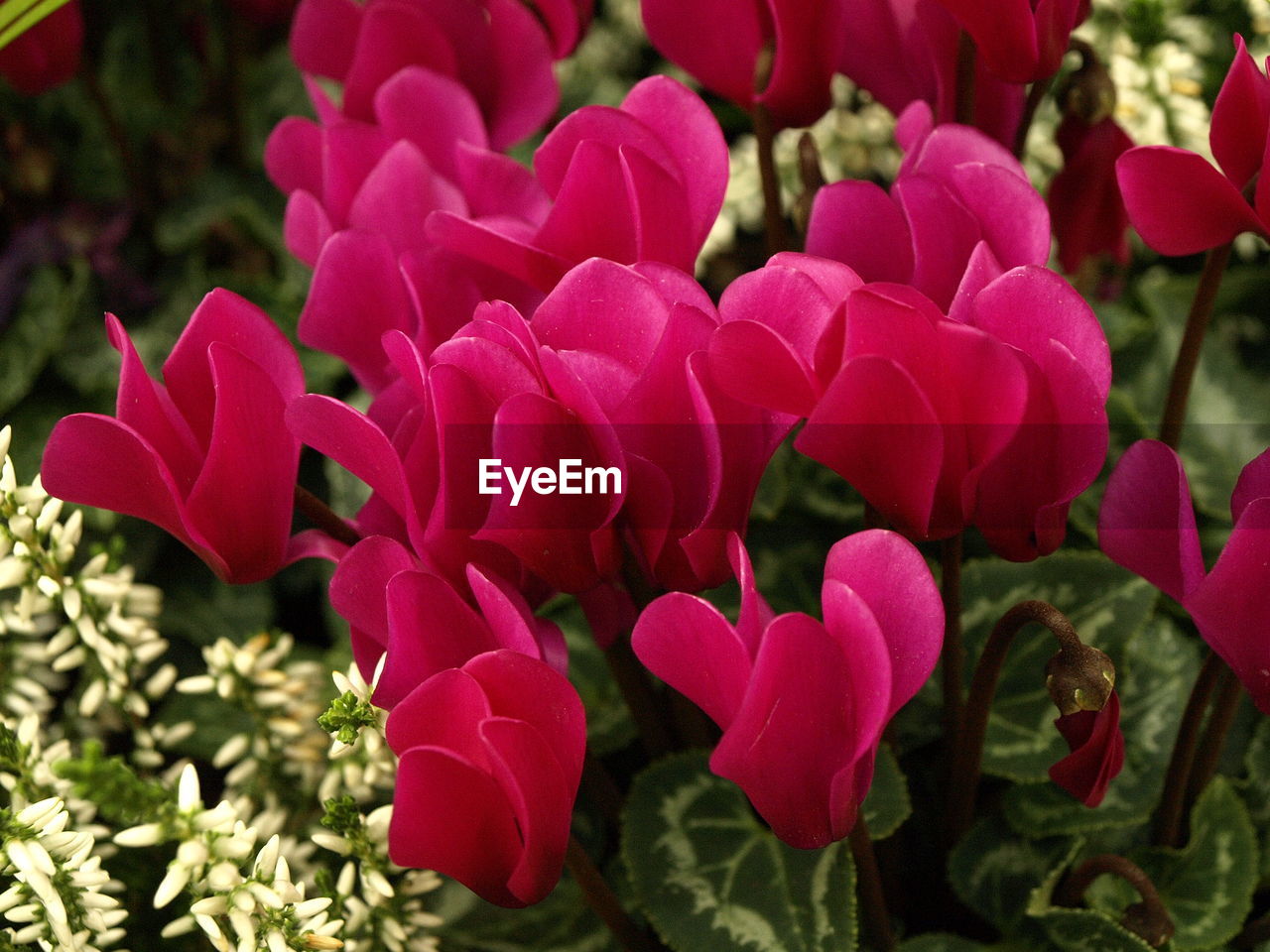 CLOSE-UP OF PINK FLOWER