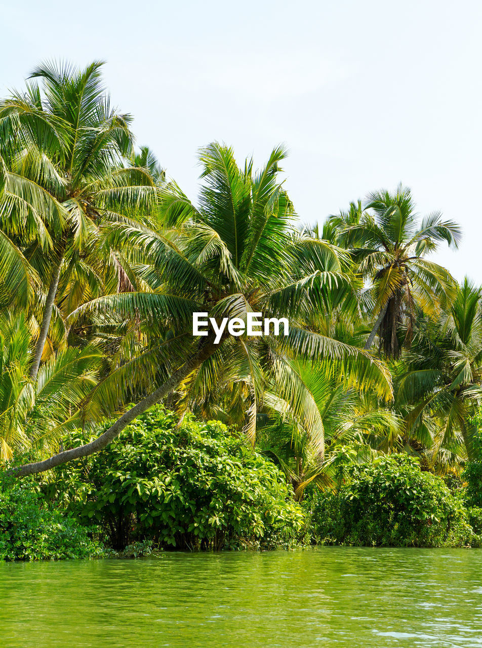 PALM TREES AGAINST SKY