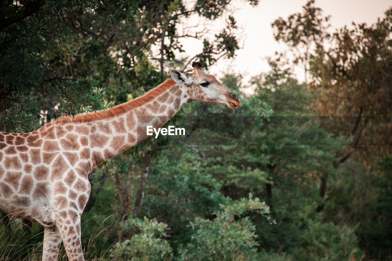 giraffes standing on field