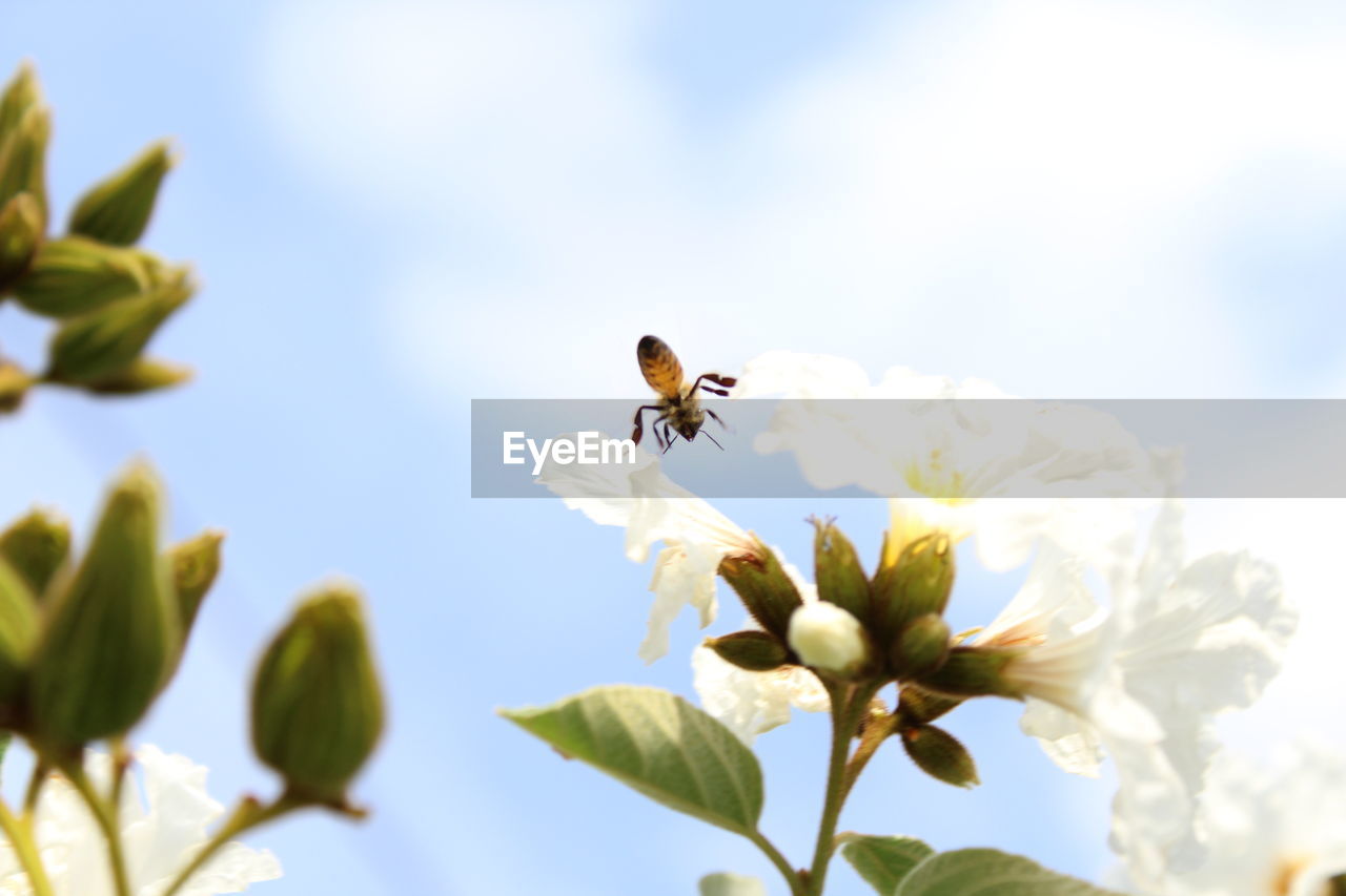 Close-up of bee hovering on flower against sky