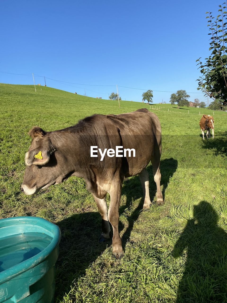 COWS GRAZING IN A FIELD