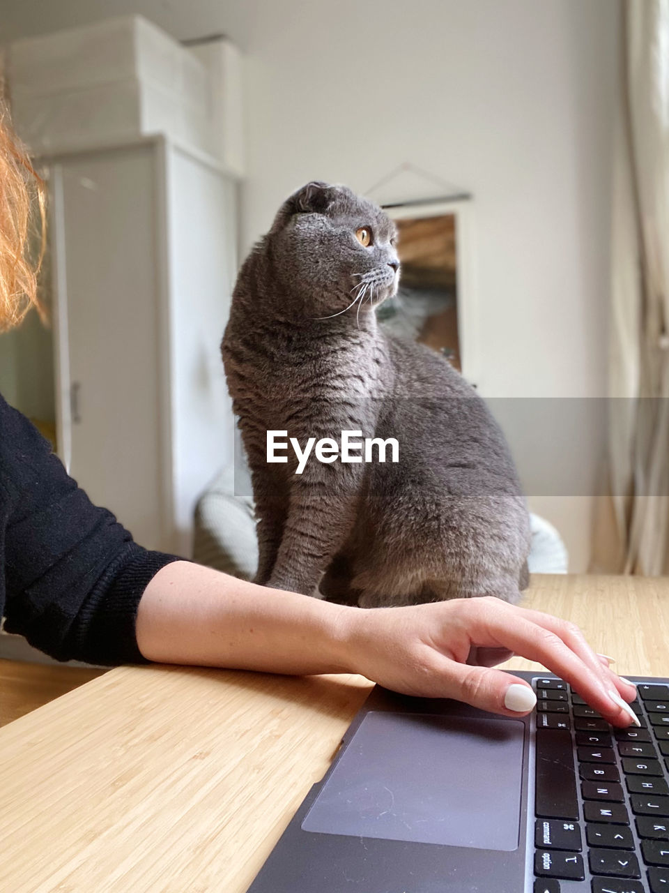 Person working from home with with cat