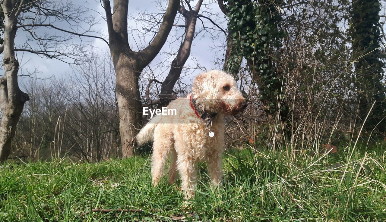 DOG STANDING ON FIELD