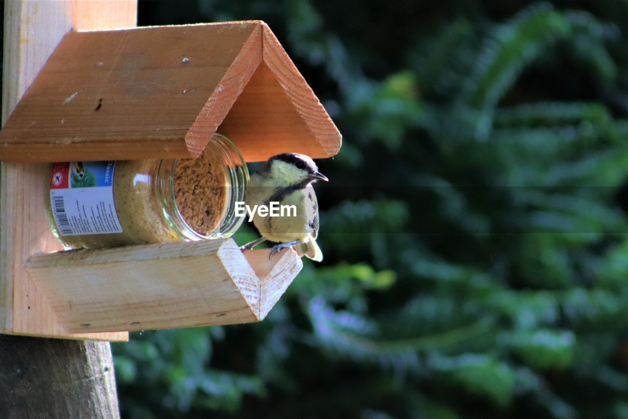 CLOSE-UP OF BIRDHOUSE HANGING ON TREE