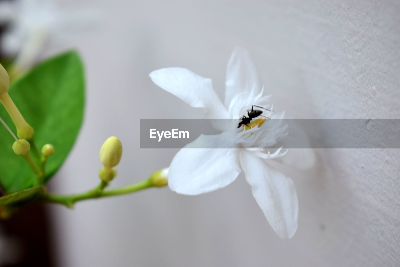 BEE ON WHITE FLOWER