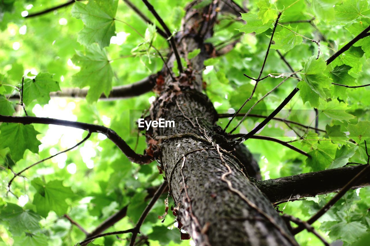 CLOSE-UP OF A LIZARD ON TREE