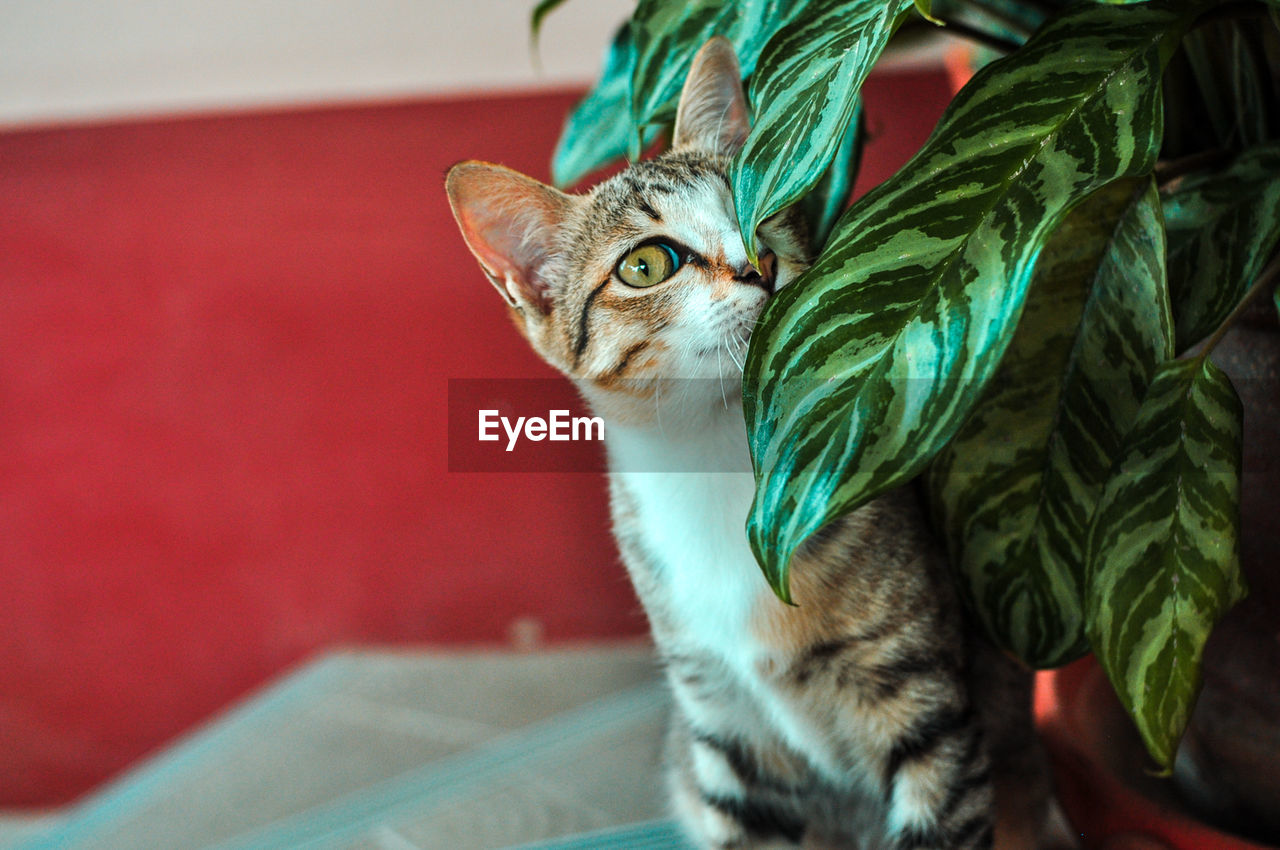 Close-up portrait of a cat