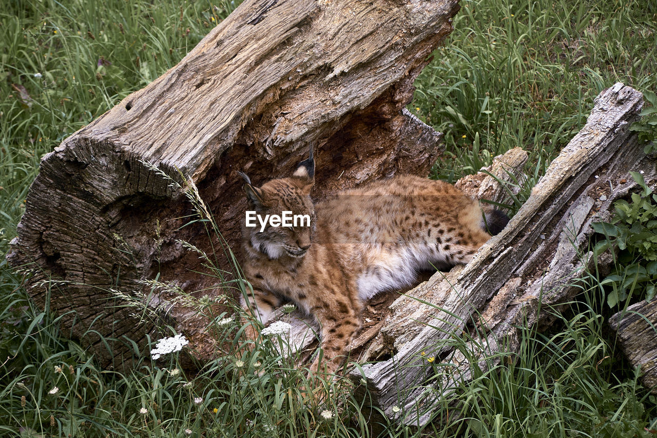 high angle view of lioness