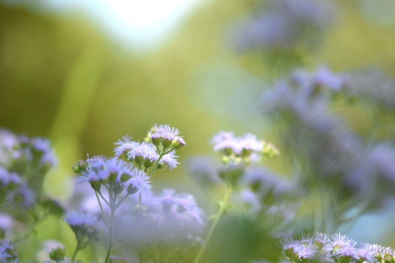 Close-up of purple flowers