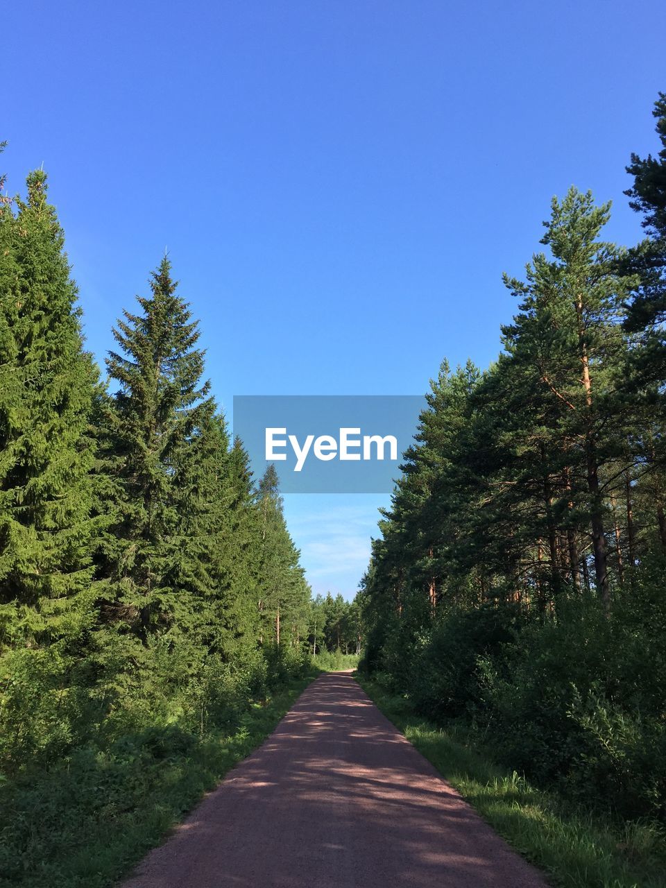 Narrow pathway along trees