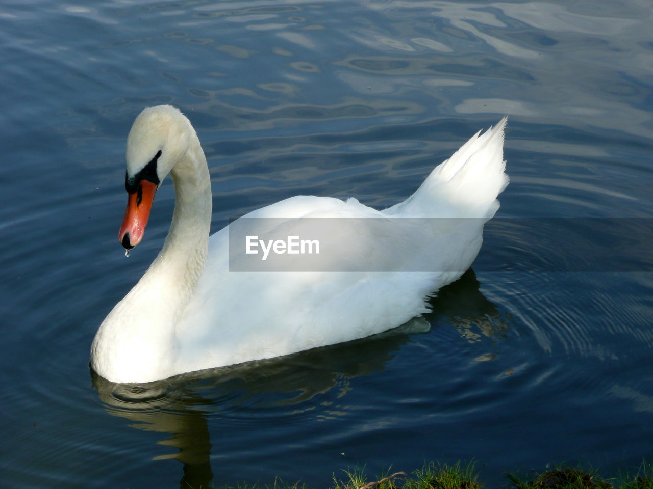 SWANS SWIMMING IN LAKE