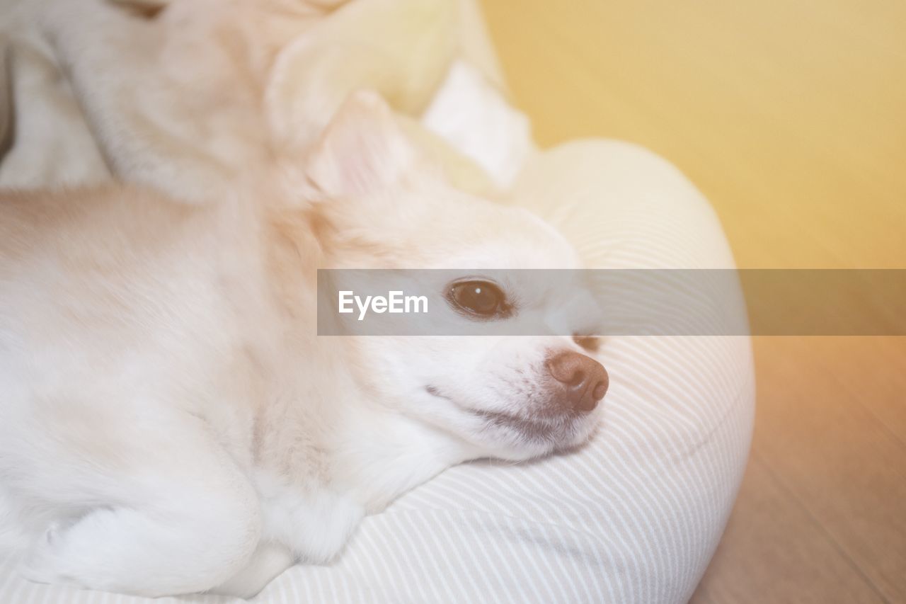 CLOSE-UP OF WHITE DOG LYING DOWN ON BLANKET