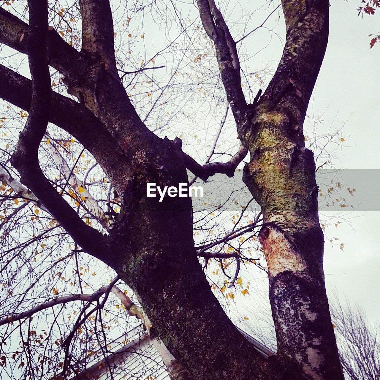 LOW ANGLE VIEW OF TREE AGAINST THE SKY