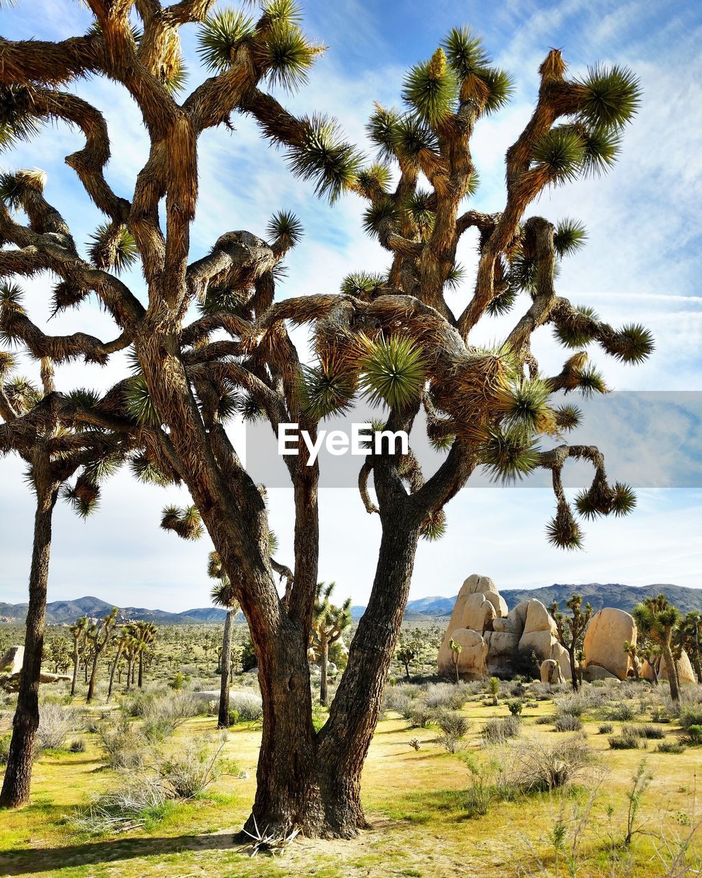 TREE ON LANDSCAPE AGAINST SKY