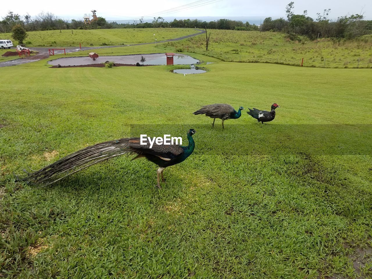 Birds on grassy field