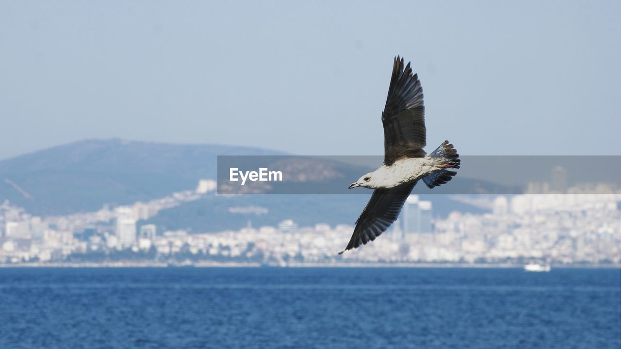 Seagull flying above sea