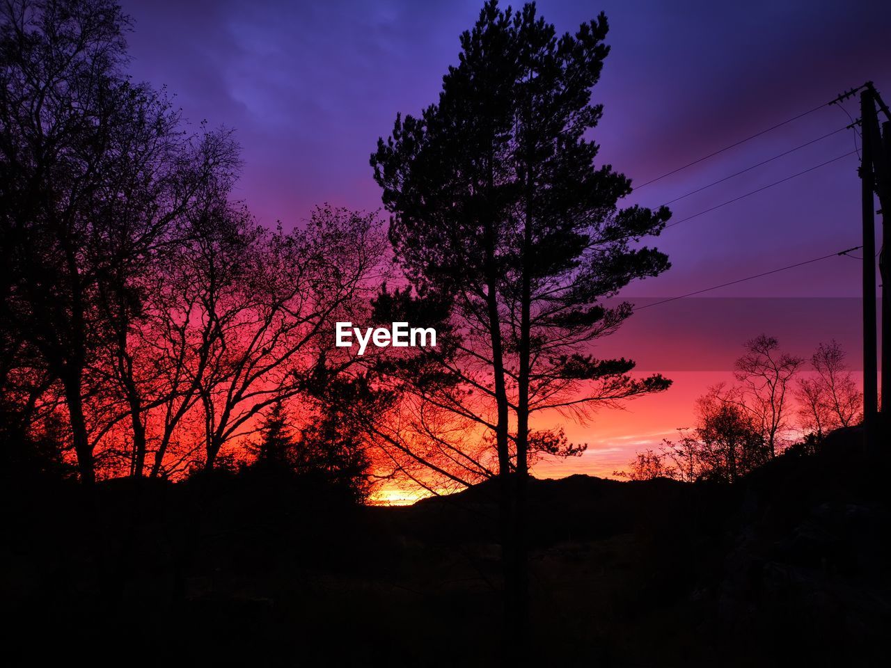 SILHOUETTE OF TREES AT SUNSET