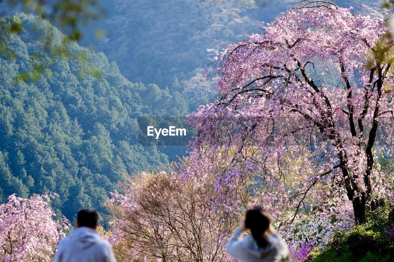 Rear view of couple standing against cherry blossoms at park