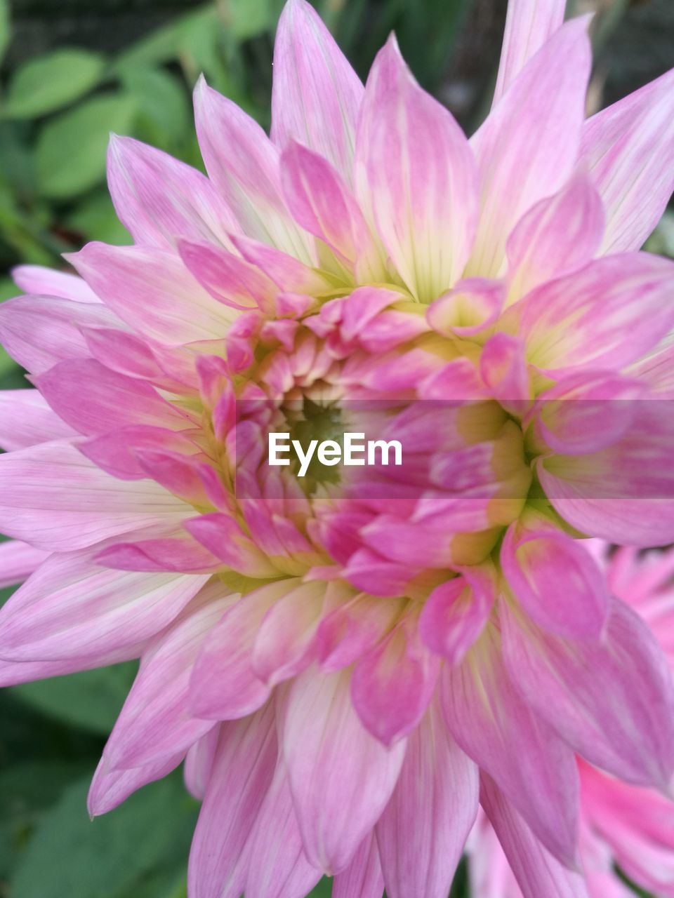 CLOSE-UP OF PINK DAHLIA FLOWERS