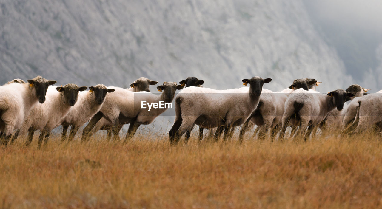 FLOCK OF SHEEP ON FIELD