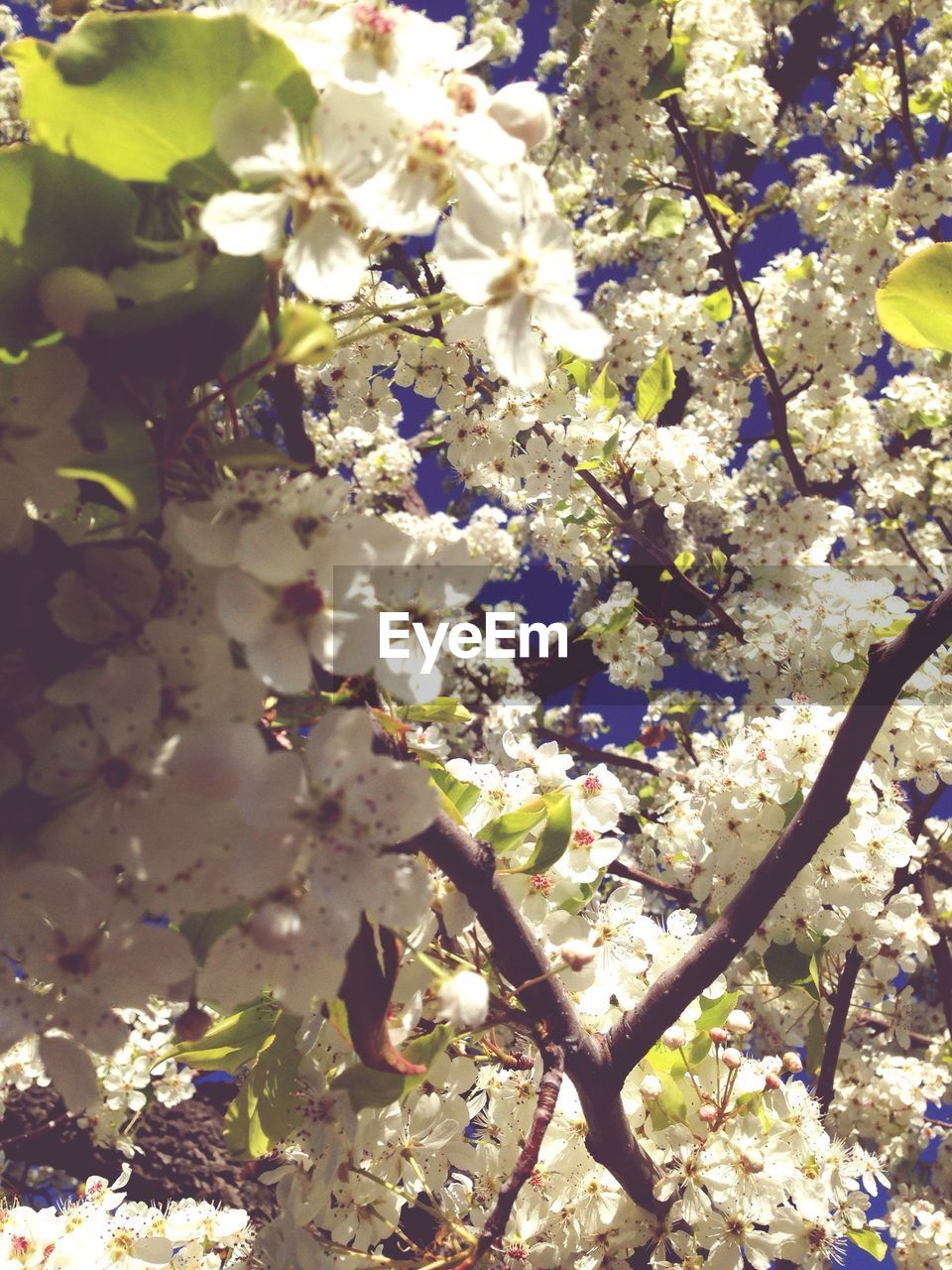 Low angle view of cherry blossoms blooming on tree