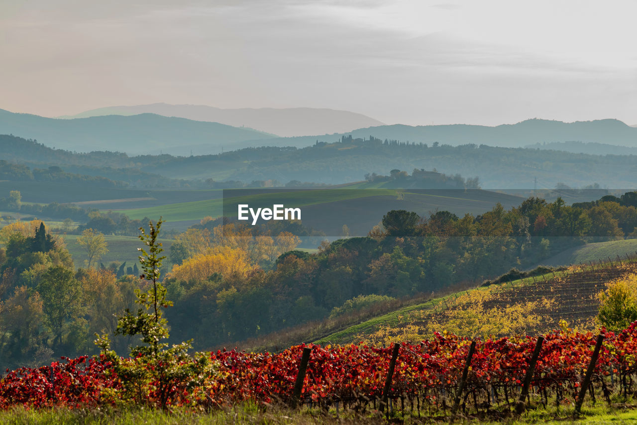 VIEW OF VINEYARD AGAINST SKY DURING AUTUMN