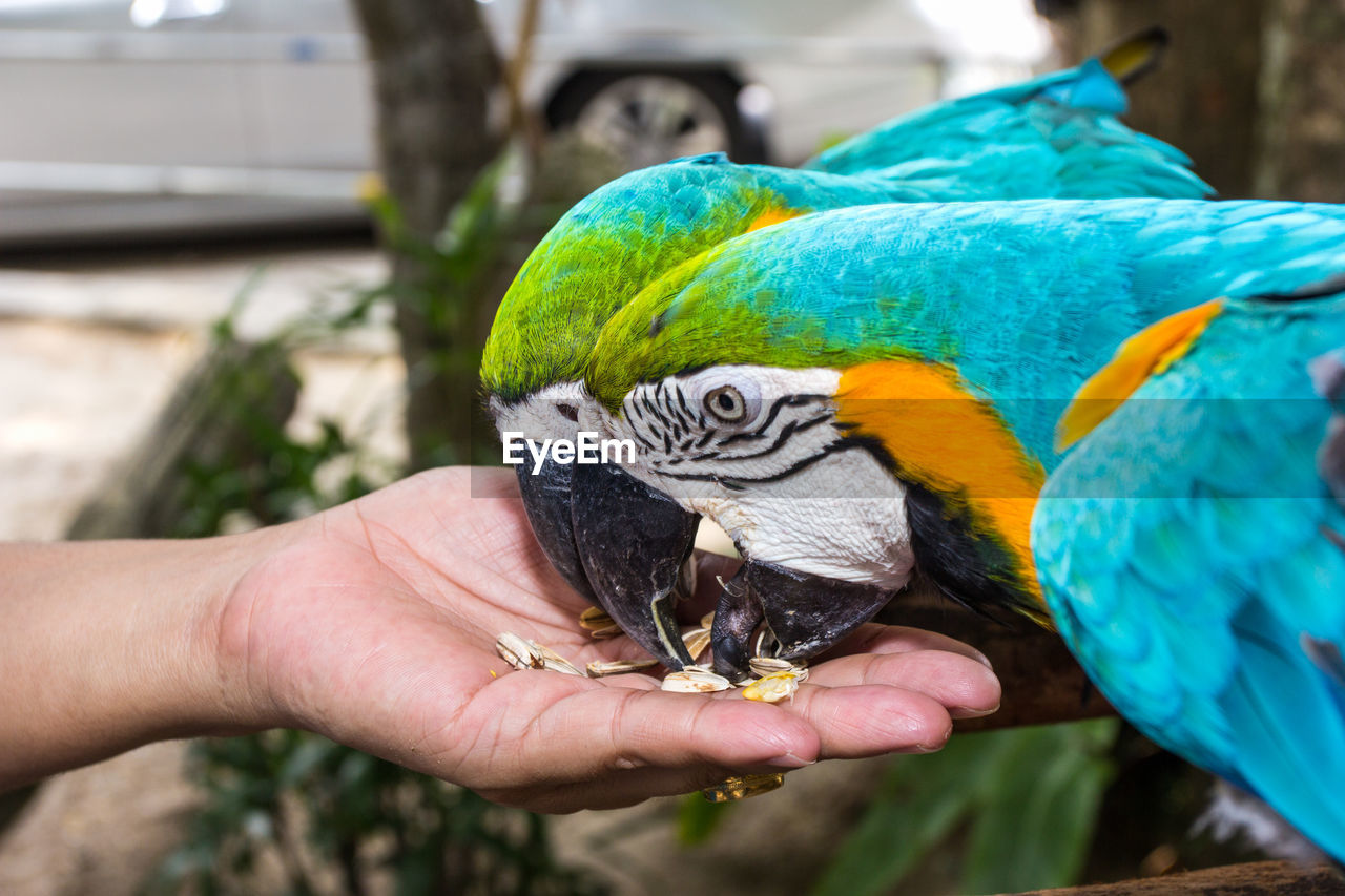 pet, animal, animal themes, bird, parrot, animal wildlife, hand, one animal, beak, wildlife, close-up, multi colored, animal body part, nature, holding, focus on foreground, perching, eating, parakeet, one person, outdoors, day, feeding, gold and blue macaw