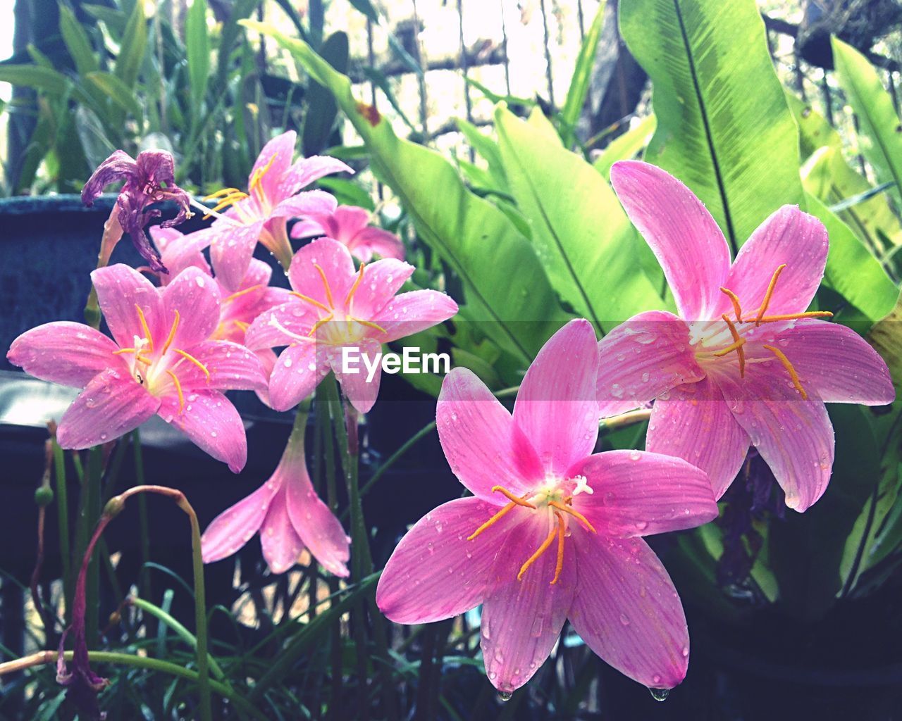 CLOSE-UP OF PINK FLOWERS BLOOMING