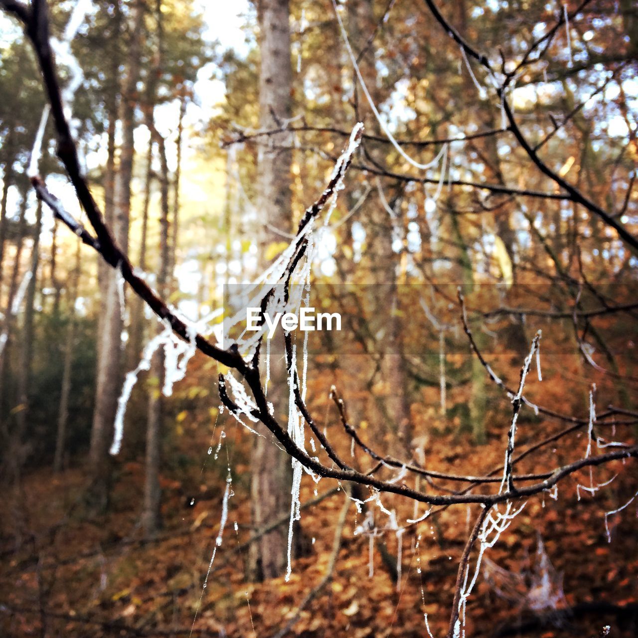 CLOSE-UP OF BRANCH AGAINST TREE