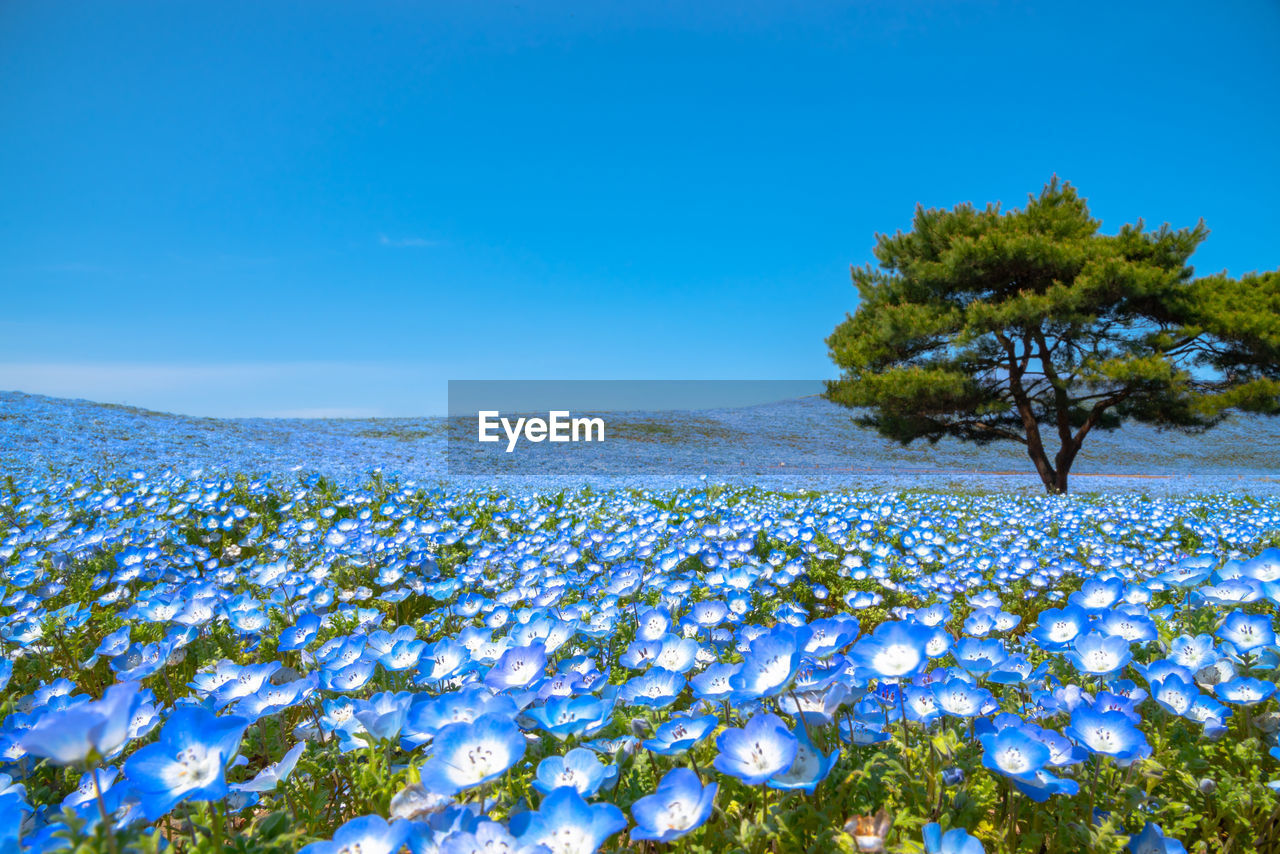 Mountain, tree and nemophila baby blue eyes flowers field, blue flower carpet