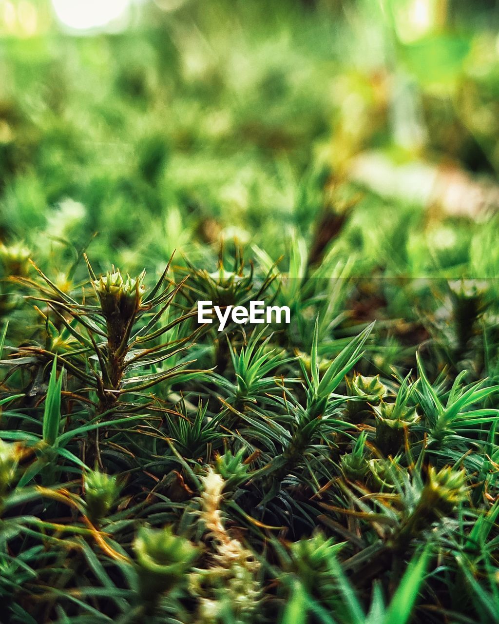 plant, green, tree, growth, nature, leaf, grass, beauty in nature, coniferous tree, pinaceae, no people, pine tree, branch, close-up, land, moss, day, lawn, flower, selective focus, outdoors, plant part, environment, fir, focus on foreground, spruce, field, macro photography, tranquility, needle - plant part