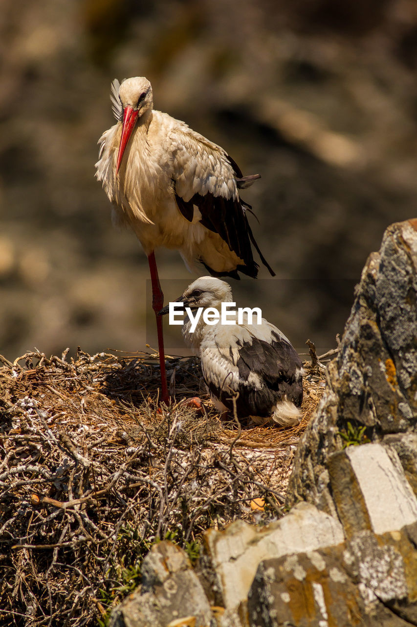 BIRD PERCHING ON A ROCK