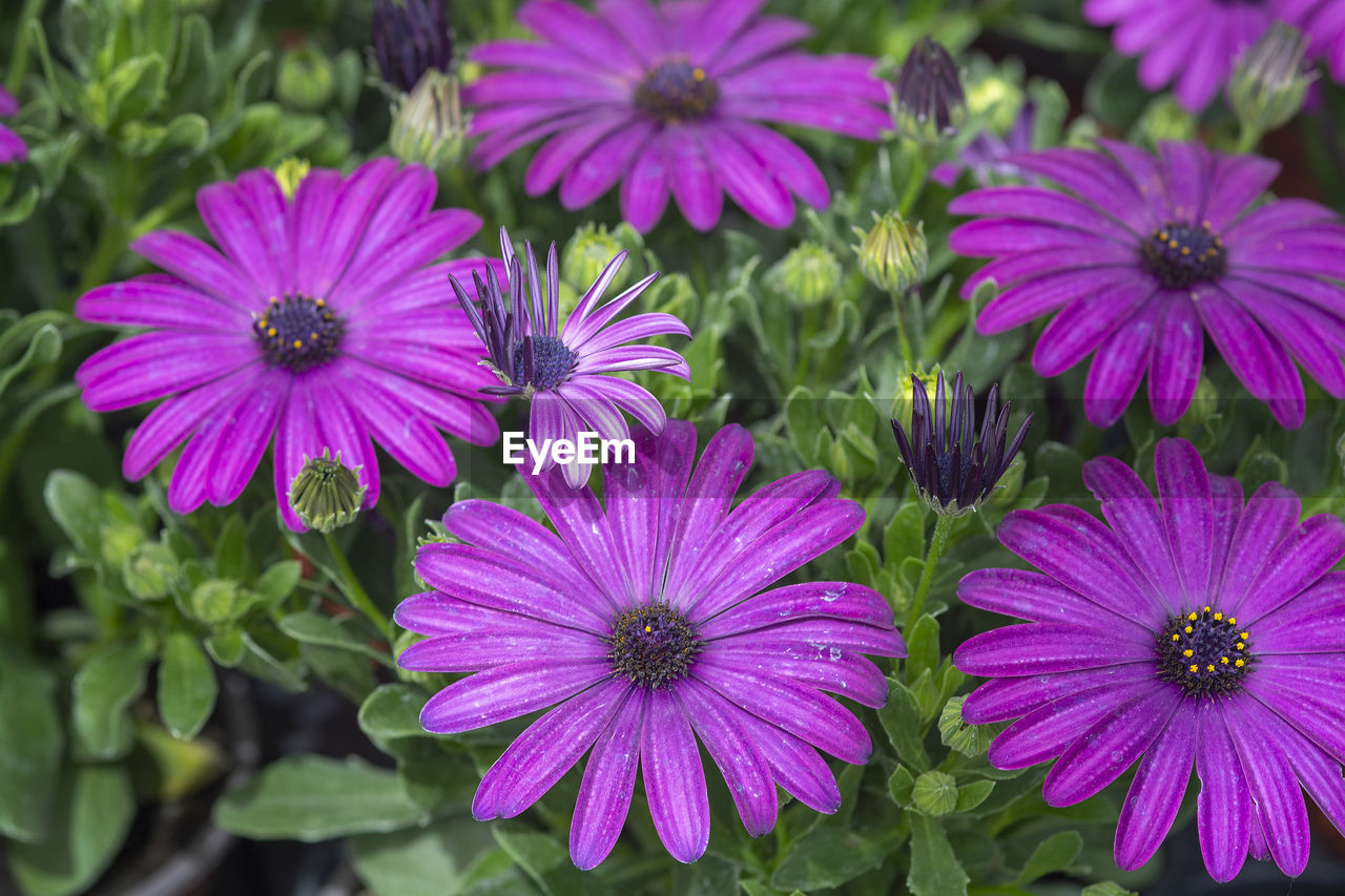 CLOSE-UP OF PURPLE FLOWERS