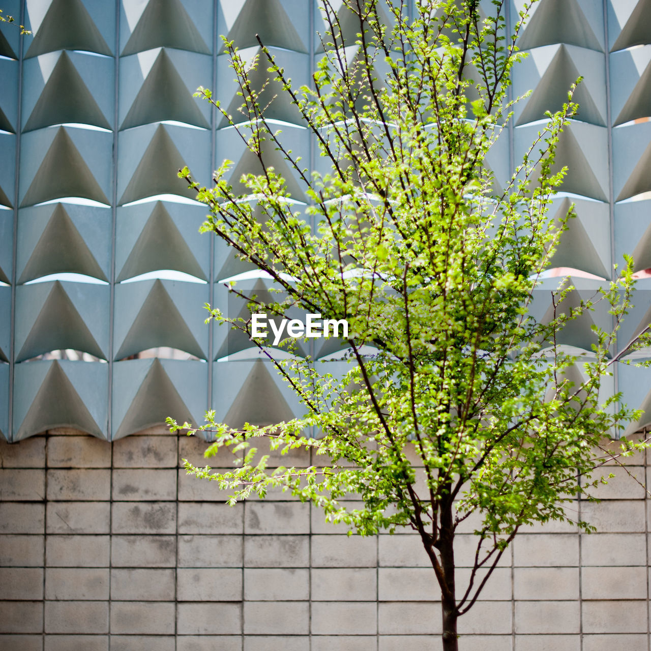 LOW ANGLE VIEW OF FLOWERING PLANT AGAINST BUILDING