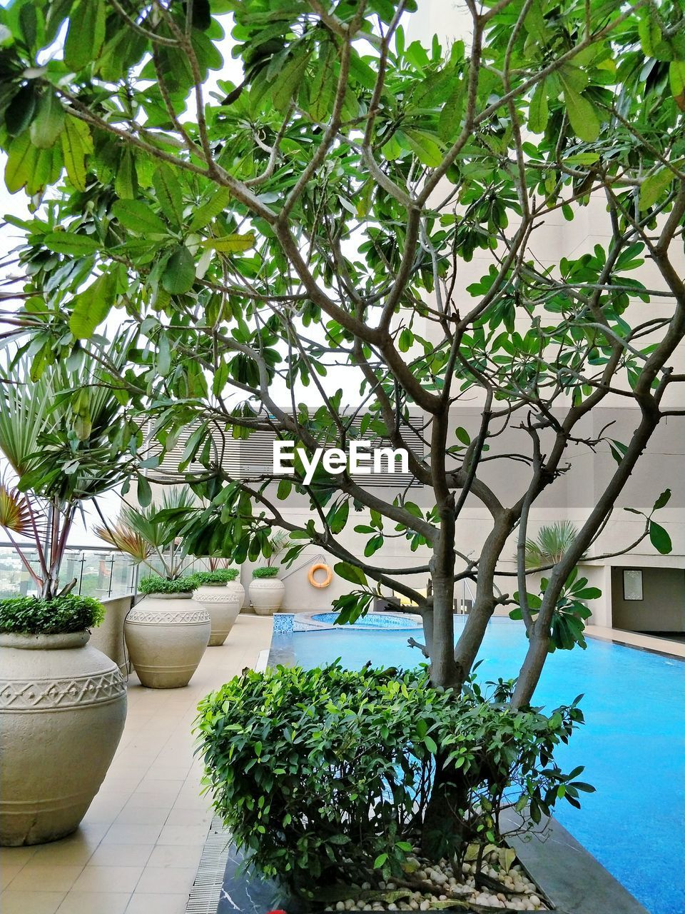 POTTED PLANTS AGAINST TREES