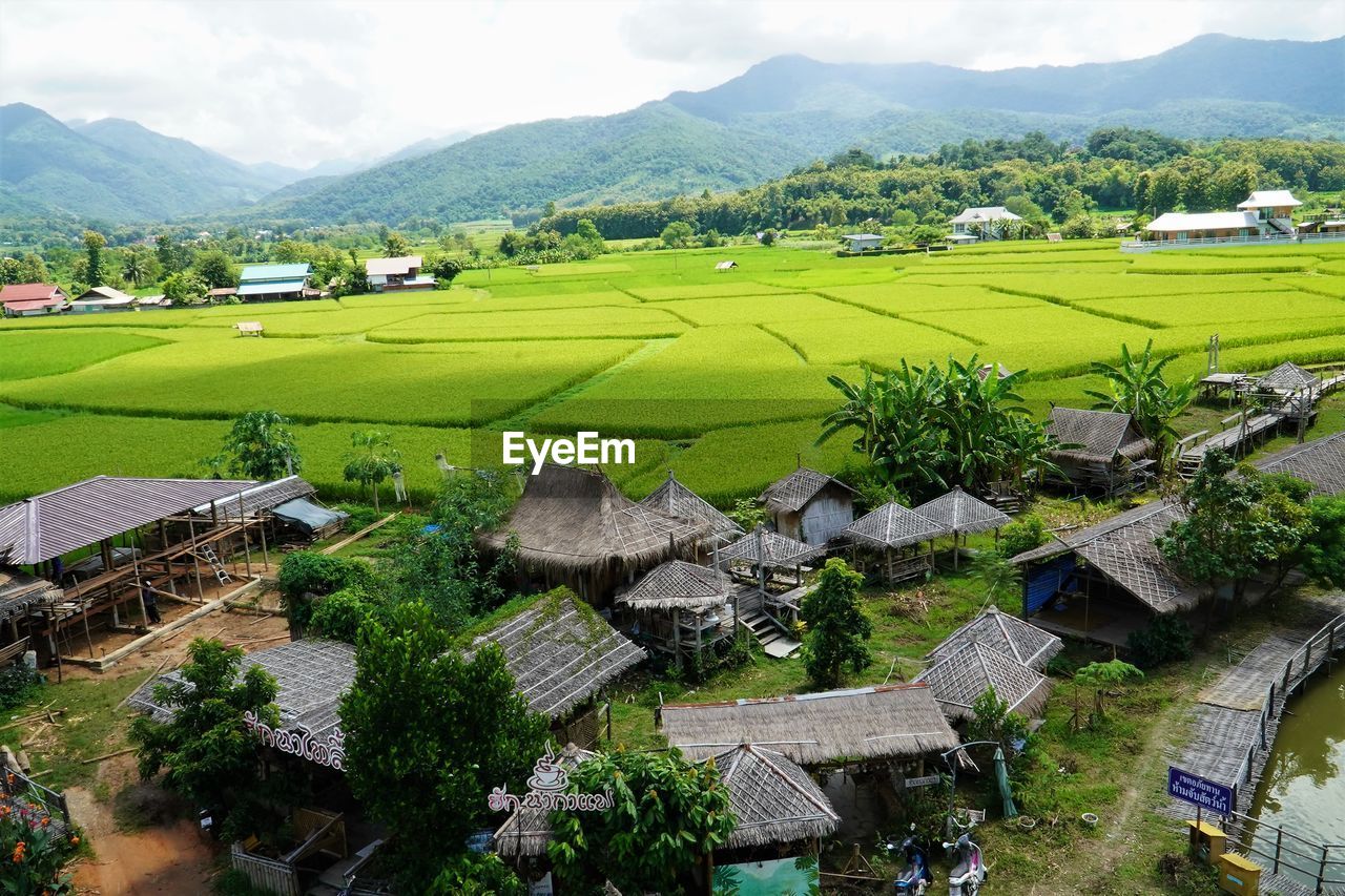 A breathtaking scenery of green rice fields with the mountain 