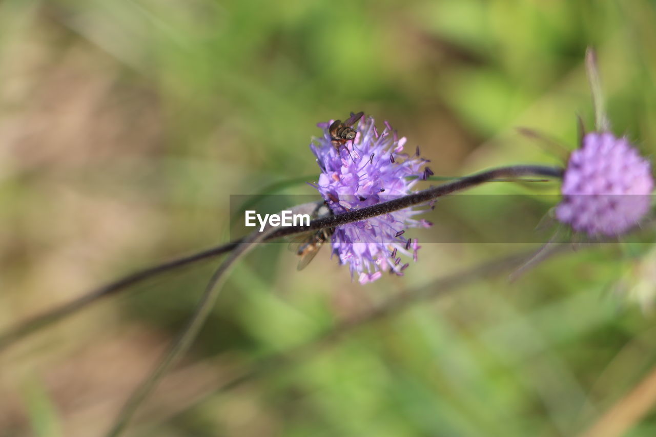 Close-up of purple flowering plant