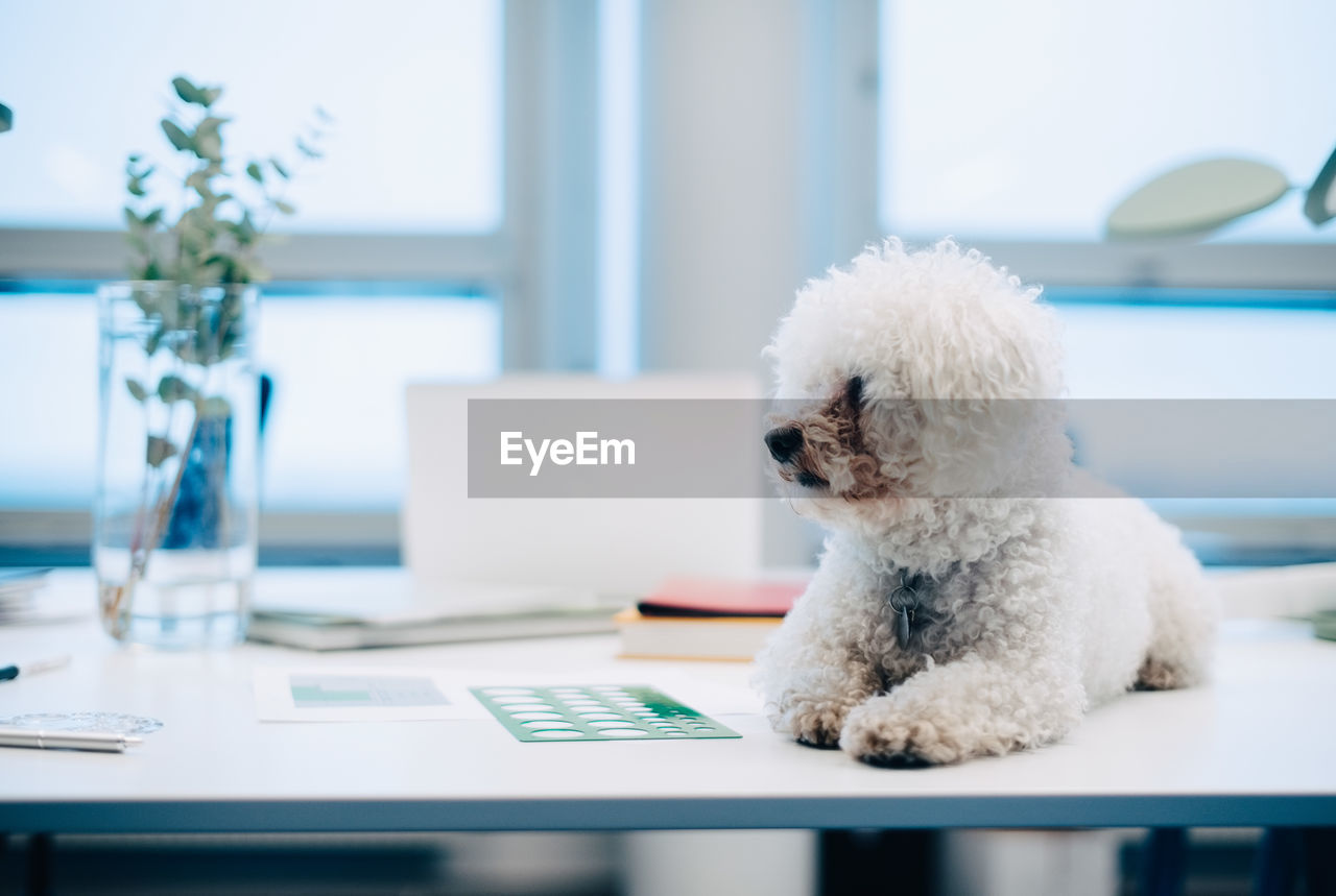 Dog sitting on desk at creative office