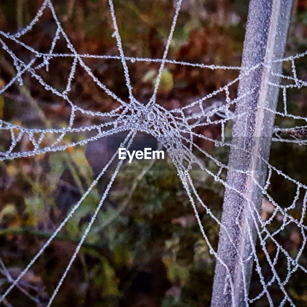 CLOSE-UP OF SPIDER ON WEB OUTDOORS