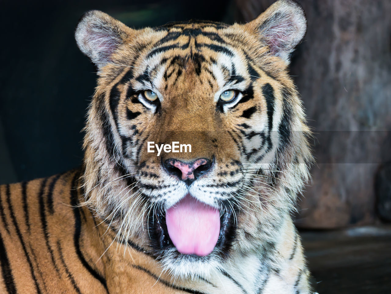 Close-up portrait of a tiger