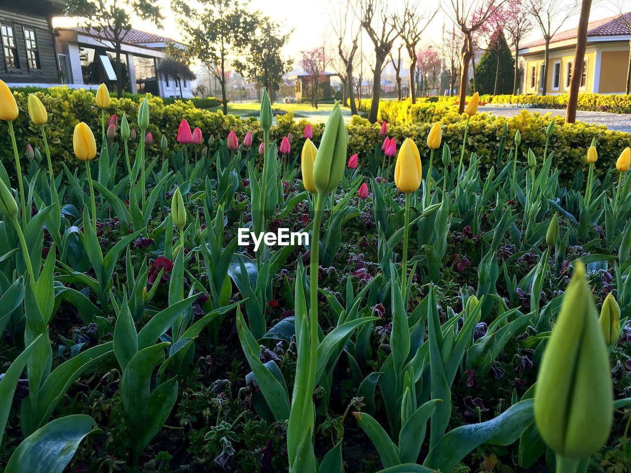 Yellow and pink tulips blooming in garden