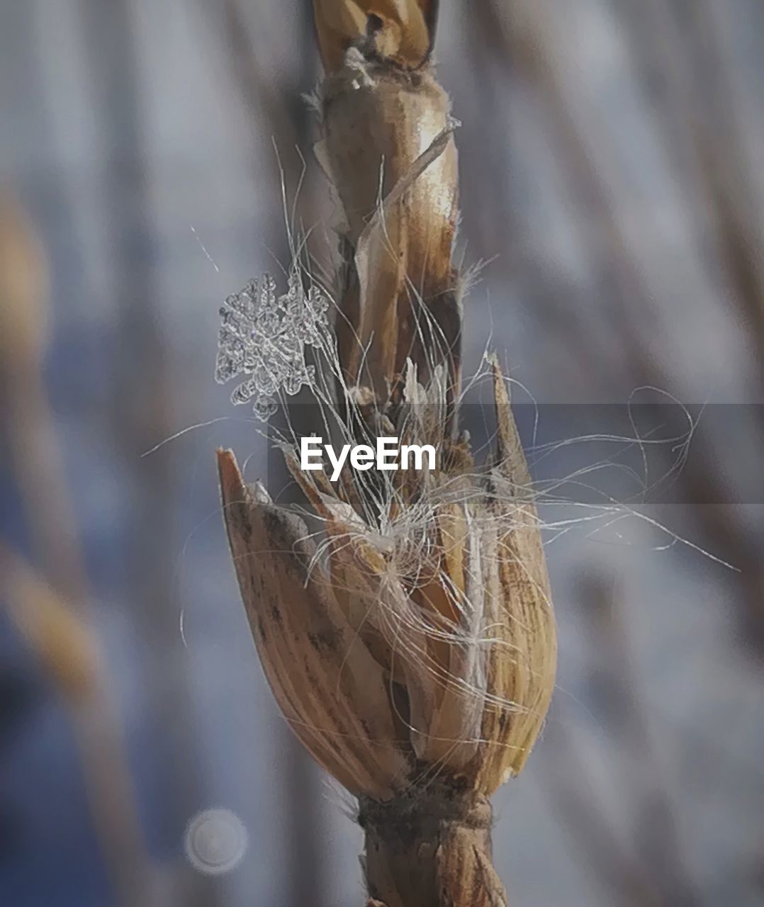 CLOSE-UP OF SPIDER ON WEB AT NIGHT