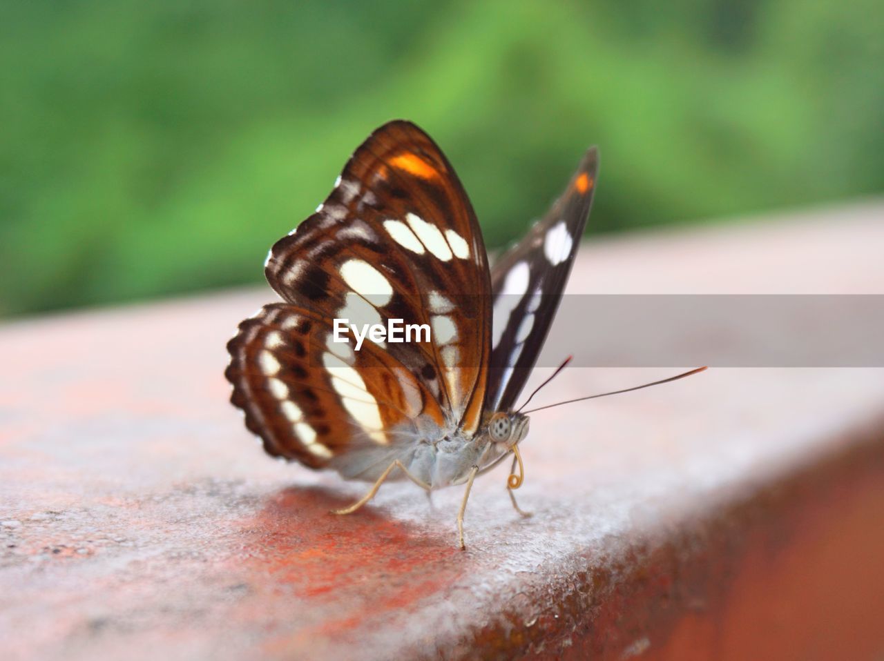 Beautiful butterflies cling to the edge of the fence.